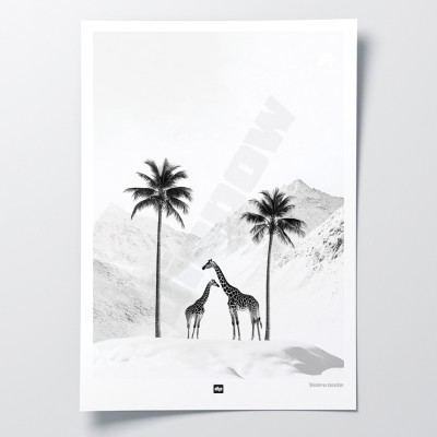 Black and white photo of a snowy savannah with giraffes. Design wall poster for modern interior decoration. Black and white photo of a snowy savannah with giraffes. Design wall poster for modern interior decoration.