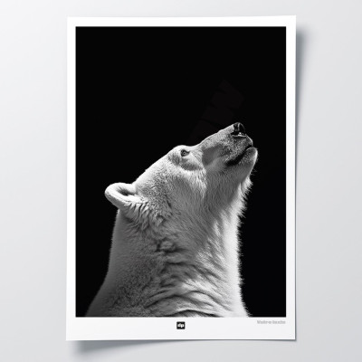 Black and white poster, minimalist photography, polar bear wall decor for modern interiors. Black and white poster, minimalist photography, polar bear wall decor for modern interiors.