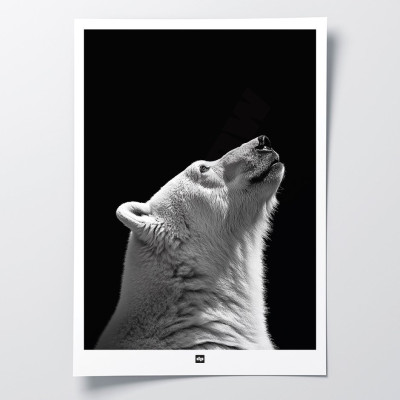 Schwarz-Weiß-Poster, minimalistische Fotografie, Design-Wanddekoration eines Eisbären für moderne Innenräume. Schwarz-Weiß-Poster, minimalistische Fotografie, Design-Wanddekoration eines Eisbären für moderne Innenräume.