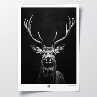 Affiche noir et blanc, photographie minimaliste, décoration murale design d'un cerf des bois pour intérieur moderne. Affiche noir et blanc, photographie minimaliste, décoration murale design d'un cerf des bois pour intérieur moderne.