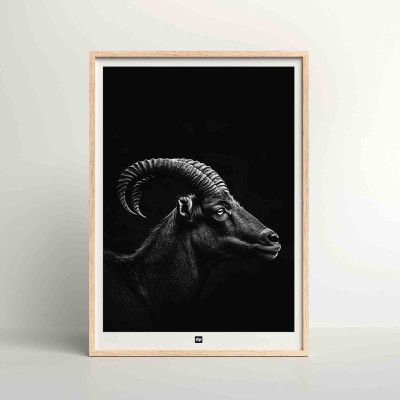 Affiche noir et blanc, photographie minimaliste, décoration murale design d'un bélier des cimes pour intérieur moderne. Affiche noir et blanc, photographie minimaliste, décoration murale design d'un bélier des cimes pour intérieur moderne.