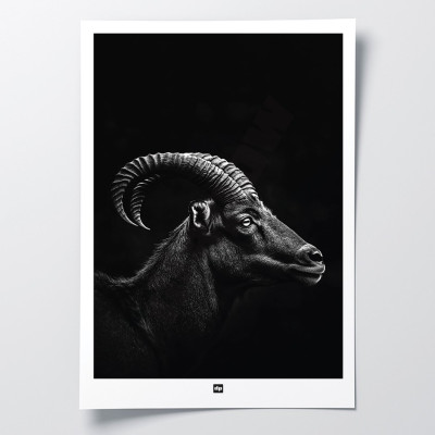 Affiche noir et blanc, photographie minimaliste, décoration murale design d'un bélier des cimes pour intérieur moderne. Affiche noir et blanc, photographie minimaliste, décoration murale design d'un bélier des cimes pour intérieur moderne.