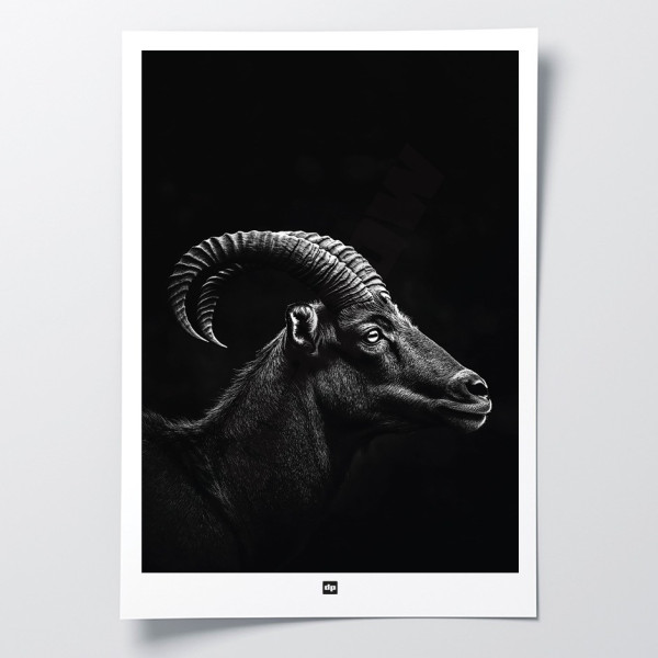 Affiche noir et blanc, photographie minimaliste, décoration murale design d'un bélier des cimes pour intérieur moderne.