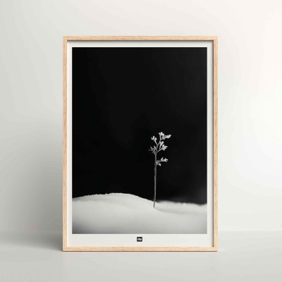 Photo noir et blanc d'une brindille symbolisant la première vie. Affiche murale d'hiver design et moderne. Photo noir et blanc d'une brindille symbolisant la première vie. Affiche murale d'hiver design et moderne.