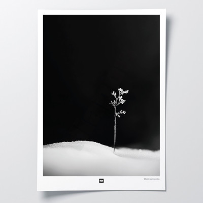 Foto in bianco e nero di un ramoscello che simboleggia la prima vita. Appendiabiti invernale moderno e di design. Foto in bianco e nero di un ramoscello che simboleggia la prima vita. Appendiabiti invernale moderno e di design.