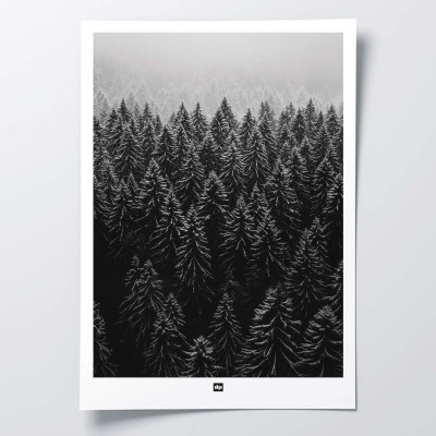 Black and white photo of a forest with a forest of fir trees seen. Winter wall hanging for modern interior design. Black and white photo of a forest with a forest of fir trees seen. Winter wall hanging for modern interior design.