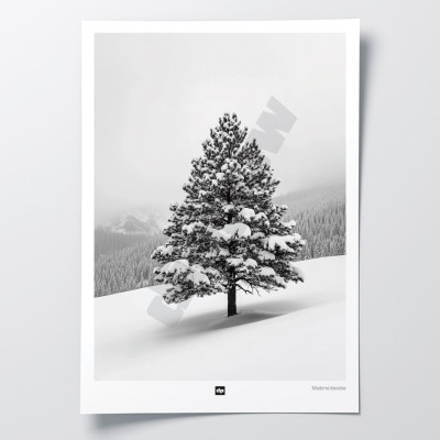 Foto in bianco e nero di un abete in un paesaggio montano innevato. Applique invernale moderna e di design. Foto in bianco e nero di un abete in un paesaggio montano innevato. Applique invernale moderna e di design.