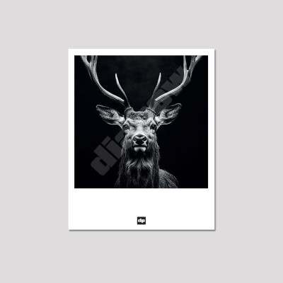 Carte postale noir et blanc d’un cerf, photo souvenir design et moderne. Carte postale noir et blanc d’un cerf, photo souvenir design et moderne.