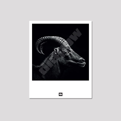 Schwarz-weiße Postkarte eines Widders der Gipfel, Erinnerungsfoto aus den Bergen Design und Moderne. Schwarz-weiße Postkarte eines Widders der Gipfel, Erinnerungsfoto aus den Bergen Design und Moderne.
