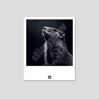 Carte postale noir et blanc d'une marmotte qui siffle, photo souvenir de montagne design et moderne. Carte postale noir et blanc d'une marmotte qui siffle, photo souvenir de montagne design et moderne.