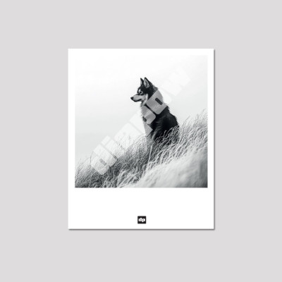Carte postale noir et blanc d'un loup des prés, photo souvenir de montagne design et moderne.