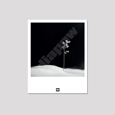 Photo noir et blanc d'une brindille symbolisant la première vie. Carte postale souvenir de montagne design et moderne.