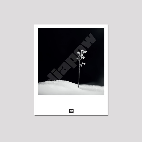 Photo noir et blanc d'une brindille symbolisant la première vie. Carte postale souvenir de montagne design et moderne.