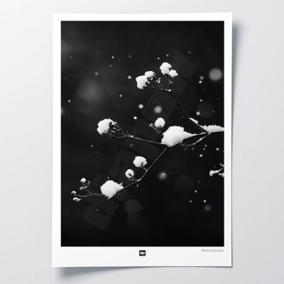 Schwarz-Weiß-Foto eines Zweiges mit Schnee. Design-Wandposter Winter für designorientierte und moderne Innendekoration. Schwarz-Weiß-Foto eines Zweiges mit Schnee. Design-Wandposter Winter für designorientierte und moderne Innendekoration.