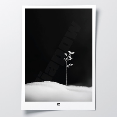 Photo noir et blanc d'une brindille symbolisant la première vie. Affiche murale d'hiver design et moderne.
