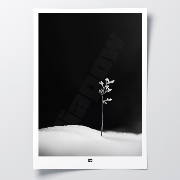Photo noir et blanc d'une brindille symbolisant la première vie. Affiche murale d'hiver design et moderne.