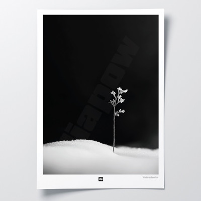 Schwarz-Weiß-Foto eines Zweiges, der das erste Leben symbolisiert. Modernes Design-Winterwandposter. Schwarz-Weiß-Foto eines Zweiges, der das erste Leben symbolisiert. Modernes Design-Winterwandposter.