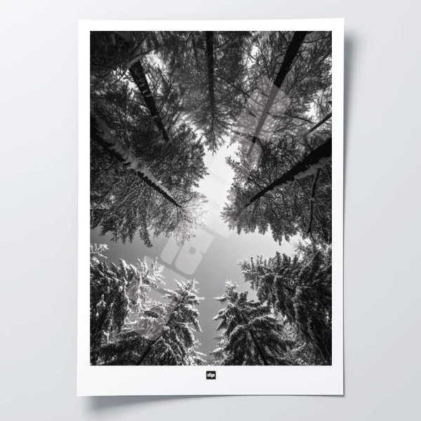 Schwarz-Weiß-Poster mit Blick von unten auf einen Tannenwald, modernes Design im Souvenirfoto-Stil.