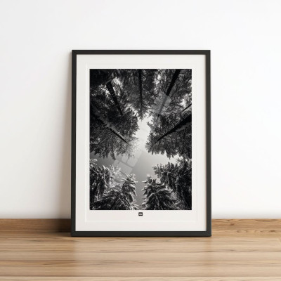 Affiche noir et blanc d'une forêt de sapin vue dans bas, photo souvenir design et moderne.