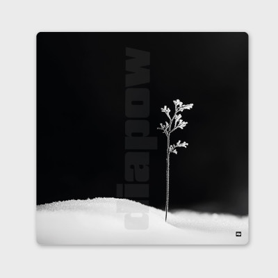 Photo noir et blanc d'une brindille symbolisant la première vie. Tableau murale d'hiver design et moderne. Photo noir et blanc d'une brindille symbolisant la première vie. Tableau murale d'hiver design et moderne.