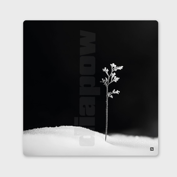Schwarz-Weiß-Foto eines Zweigs, der das erste Leben symbolisiert. Modernes Winter-Wandbild.