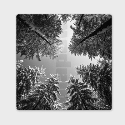 Tableau noir et blanc d'une forêt de sapin vue dans bas, photo hiver, design et moderne. Tableau noir et blanc d'une forêt de sapin vue dans bas, photo hiver, design et moderne.